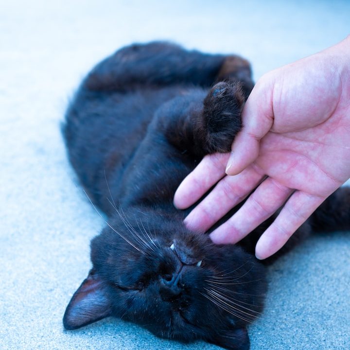 a person petting a black cat on the floor